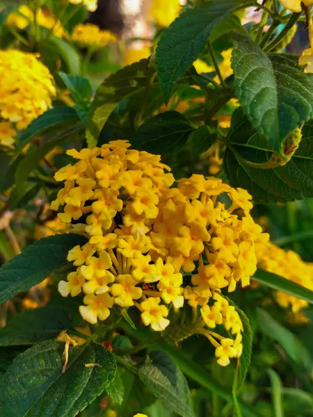 Seçici odaklanma. Sarı küçük çiçekler ya da yeşil doğal arkaplanı olan lantana camara..