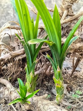 Kokulu Pandan yaprakları yeşildir ve küçük dikenli yaprakların ucunda kendine özgü bir aroması vardır. Yakın plan..