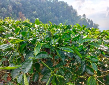Endonezya tepelerindeki yeşil çay bahçesinin yakın görüntüsü. Yeşil yapraklı çay tarlası. Limbangan - Endonezya.