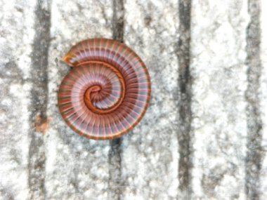 Beton yolda kırkayak cesedinin görüntüsü. Kırkayaklar, Myriapoda sınıfından Arthropoda familyasına ait omurgasızlar topluluğudur. Hayvanların doğal güzelliği. 