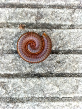 Beton yolda kırkayak cesedinin görüntüsü. Kırkayaklar, Myriapoda sınıfından Arthropoda familyasına ait omurgasızlar topluluğudur. Hayvanların doğal güzelliği. 