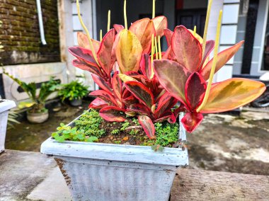 Seçici odaklanma. Peperomia Klusiifolia, Peperomia familyasından bir bitki türü. Tricolor ya da Gökkuşağı olarak bilinir. Yan açı görünümü.