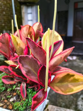 Seçici odaklanma. Peperomia Klusiifolia, Peperomia familyasından bir bitki türü. Tricolor ya da Gökkuşağı olarak bilinir. Yan açı görünümü.