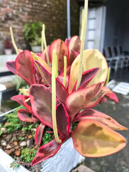 Seçici odaklanma. Peperomia Klusiifolia, Peperomia familyasından bir bitki türü. Tricolor ya da Gökkuşağı olarak bilinir. Yan açı görünümü.