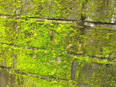 Yeşil yosunlu beton duvarın yakın görüntüsü. Seçici odak.
