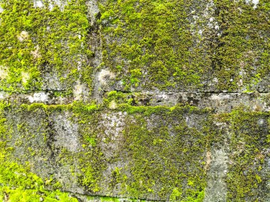 Yeşil yosunlu beton duvarın yakın görüntüsü. Seçici odak.