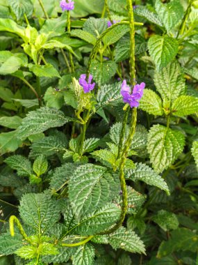Stachytarpheta urticifolia ya da Stachytarpheta jamaicensis 'in mor çiçeğinin bir fotoğrafı. Yeşil doğal arka planı olan yabani otlar olarak kabul edilen yabani bitkiler.
