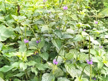 Stachytarpheta urticifolia ya da Stachytarpheta jamaicensis 'in mor çiçeğinin bir fotoğrafı. Yeşil doğal arka planı olan yabani otlar olarak kabul edilen yabani bitkiler.
