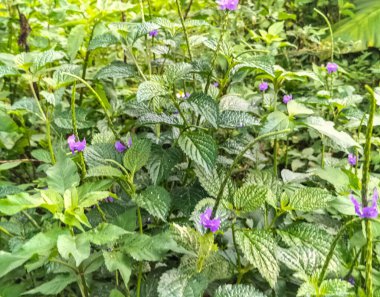 Stachytarpheta urticifolia ya da Stachytarpheta jamaicensis 'in mor çiçeğinin bir fotoğrafı. Yeşil doğal arka planı olan yabani otlar olarak kabul edilen yabani bitkiler.