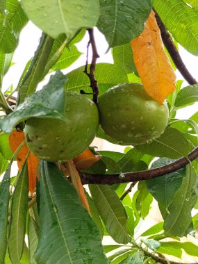 Cerbera manghas ya da deniz mangası ya da açık gökyüzü olan bintaro meyvesi manzarası. Meyveler yumurta şeklindedir ve olgunlaşınca kıpkırmızı olurlar. Seçici odak.
