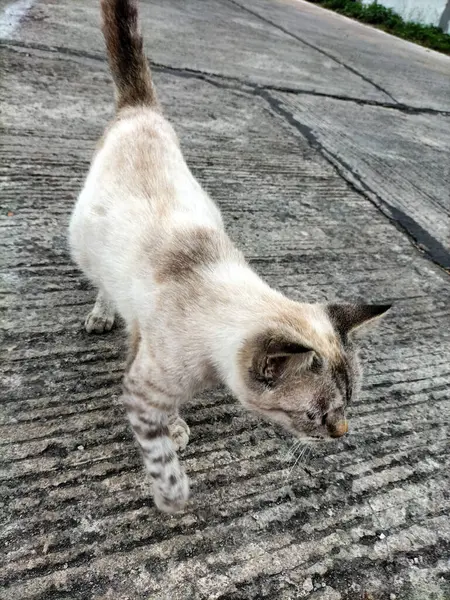 Beton sokakta yürüyen beyaz kedinin yan görüntüsü. Evcil hayvan. Güzel kedi..