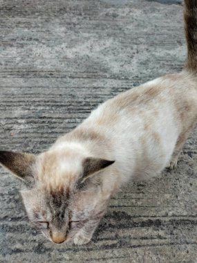 Beton sokakta yürüyen beyaz kedinin yan görüntüsü. Evcil hayvan. Güzel kedi..