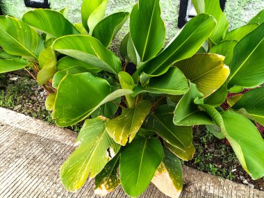 Seçici odaklanma. Calathea Lutea bitkisi avluda gelişir. Canlı bir bahçede yemyeşil yapraklar, zengin dokular ve canlı renkler sergiliyor.. 