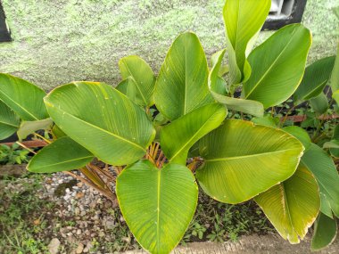 Seçici odaklanma. Calathea Lutea bitkisi avluda gelişir. Canlı bir bahçede yemyeşil yapraklar, zengin dokular ve canlı renkler sergiliyor.. 