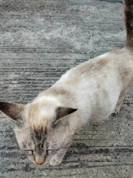 Beton sokakta yürüyen beyaz kedinin yan görüntüsü. Evcil hayvan. Güzel kedi..