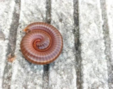 Beton bir zeminde sarmalanmış bir kırkayağın ayrıntılı makro görüntüsü. Meşru müdafaa olarak sarmalanmış kırkayaklar..