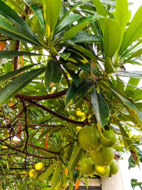 Yakın plan. Bintaro ya da Cerbera manghas şehirler için bir gölge bitkisidir. Meyve mevsiminde mavi arka planlı Bintaro bitkileri ve meyveleri.