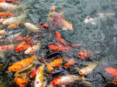 Güneşli bir günde en iyi koi balığı manzarası. Endonezya 'da sakin bir gölette birlikte yüzerken renkli koi balıklarının hareketli ve canlı bir havası. Seçici odak.
