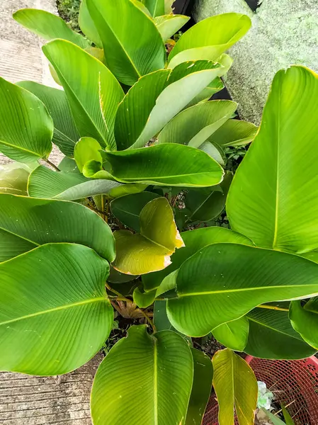 Seçici odaklanma. Bereketli ve sağlıklı Calathea Lutea bitkisi bahçede gelişiyor.. 