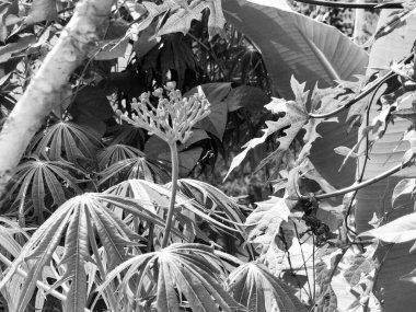 Gut bitkisinin, Guatemala rhubarb 'ın veya Jatropha podagrica' nın görüntüsü. Makro çekim.