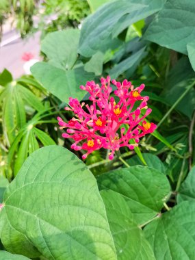 Gut bitkisinin, Guatemala rhubarb 'ın veya Jatropha podagrica' nın görüntüsü. Makro çekim.