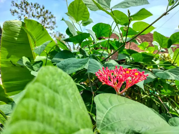 Gut bitkisinin, Guatemala rhubarb 'ın veya Jatropha podagrica' nın görüntüsü. Makro çekim.