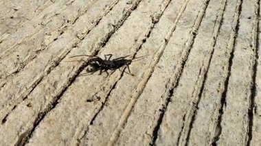 Beton bir yolda yürüyen dev bir sirke (Mastigoproctus giganteus) görüntüsü. Seçici odak.