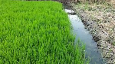 Canlı yeşil pirinç fidelerinin videosu Endonezya 'da hafif hafif sallanıyor. Kırsal tarımın güzelliğini gösteren sakin bir manzara. Pirinç fideleri dikiyorum..