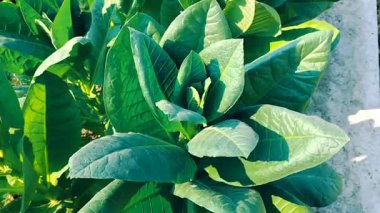 Soft selective focus. Fresh green tobacco leaves in tobacco field. Tobacco plantation with lush green leaves. 