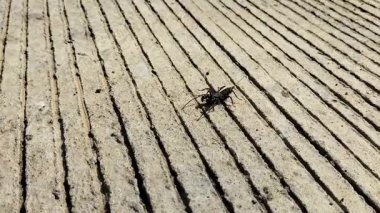 Mastigoproctus Giganteus 'un yakın görüntüsü beton bir yolda yürüyor.. 
