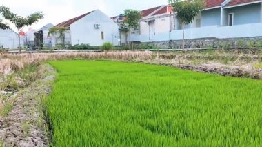 Endonezya çiftliğinde hafif esintide sallanan küçük yeşil pirinç kulaklarının videosu. Sürdürülebilir tarım. Doğal ortamdaki kırsal tarım manzarası. Seçici odak.