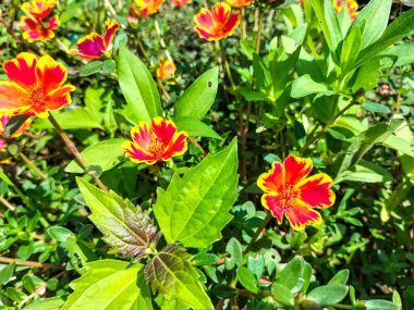 Seçici odaklanma. Mossrose çiçekleri bahçede çiçek açar. Bir sürü kırmızı ve sarı Portekiz kaplan tacı..