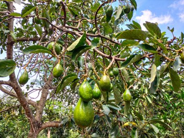 Seçici odaklanma. Ağaçtaki avokado. Olgunlaşmamış meyveler mavi gökyüzü arkaplanıyla gelecek vaat ediyor..