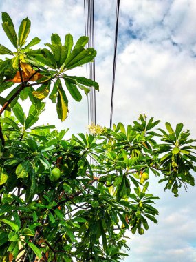 Seçici odaklanma. Meyve mevsiminde bintaro bitkileri ve meyveleri. Endonezya.