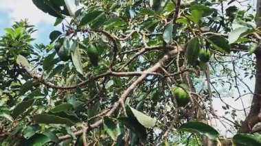 Avokado meyveleri güneşli bir günde ağaç dalında sallanıyor. Avokado, Endonezya 'nın tropik meyveleri yeşilde sallanıyordu. Avokado ekimi ve üretimi. Sebze mahsulü.