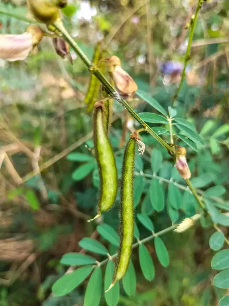 Bahçedeki yeşil bezelye tohumları. Küçük fasulyeler. Doğal arkaplan.