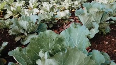 Sabah dağ tepelerinde yeşil lahana tarlasının görüntüsü. Yeşil yapraklı lahana çalıları. Organik sebze yetiştirme. 