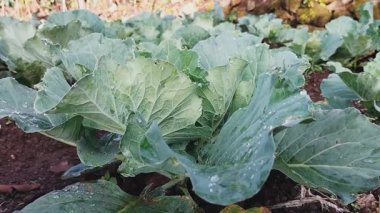 Sabah dağ tepelerinde yeşil lahana tarlasının görüntüsü. Yeşil yapraklı lahana çalıları. Organik sebze yetiştirme. 