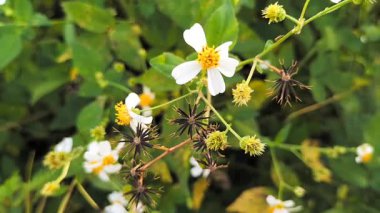 Ketul 'un ya da rüzgarda sallanan İspanyol Alba çiçeklerinin yakın görüntüsü. Görüntü.