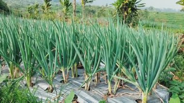 Bahçedeki kırmızı soğan çiftliğinin (Allium Ascalonicum) görüntüsü. Taze taze soğan. Bahar yeşilliklerinin organik yetiştirilmesi. Endonezya.