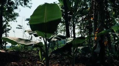 Tropikal muz çiftliğinin videosu. Bahçedeki küçük muz ağacı. Endonezya.