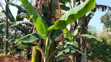 Tropikal muz çiftliğinin videosu. Bahçedeki küçük muz ağacı. Endonezya.