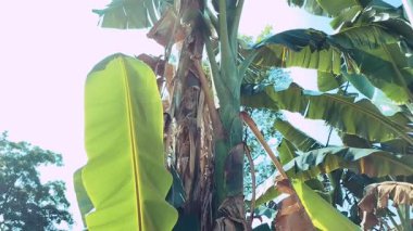 Tropikal muz çiftliğinin videosu. Bahçedeki küçük muz ağacı. Endonezya.