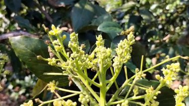 Seçici odaklanma. Avokado meyvesi çiçeği. Ağaçta meyve çiçeği. Görüntü.