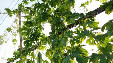 Seçici odaklanma. Taze yeşil yapraklı ve meyveli kavun bahçesi manzarası. Doğal arkaplan.