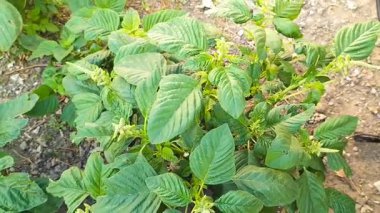 Ispanak yetiştirme videosu. Endonezya ıspanağı açık arazide yetişir. Seçici odak.