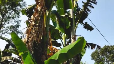 Tropikal muz çiftliğinin videosu. Bahçedeki küçük muz ağacı. Endonezya.