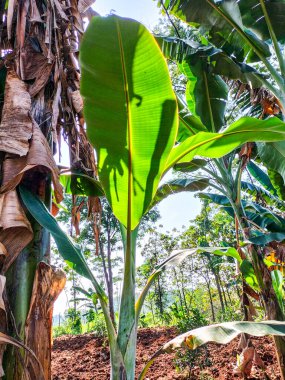 Gün boyunca kırsal kesimde muz ağacının yakın görüntüsü. Musa tekstil muz. Manila keneviri.