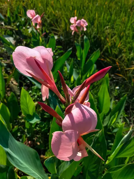 Pembe nilüfer çiçeğinin tropik bir bahçede açtığı yakın plan görüntüsü. Seçici odak.