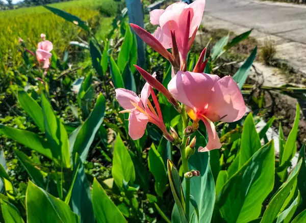 Pembe nilüfer çiçeğinin tropik bir bahçede açtığı yakın plan görüntüsü. Seçici odak.